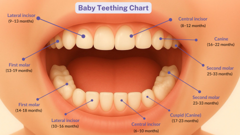 Teeth